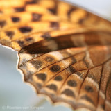 Silver-washed fritillary <BR>(Argynnis paphia)