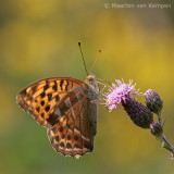 Silver-washed fritillary <BR>(Argynnis paphia)