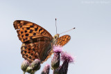 Silver-washed fritillary <BR>(Argynnis paphia)