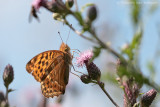 Silver-washed fritillary <BR>(Argynnis paphia)