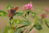Mazarine blue <BR>(Cyaniris semiargus)