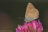 Mazarine blue <BR>(Cyaniris semiargus)