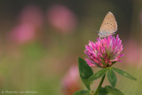 Mazarine blue <BR>(Cyaniris semiargus)
