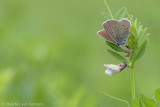 Mazarine blue <BR>(Cyaniris semiargus)