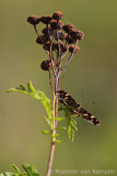 Map butterfly <BR>(Araschnia levana)