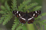 Map butterfly <BR>(Araschnia levana)