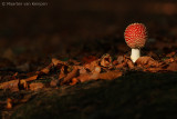 Fly agraric (Amanita muscaria)