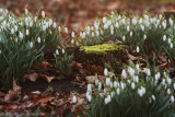 Common snowdrop <BR>(Galanthus nivalis)