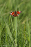 Peacock butterfly (Inachis io)