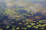 Clouds and waterlilies