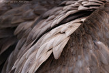 Griffon vulture <BR>(Gyps fulvus)