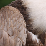 Griffon vulture <BR>(Gyps fulvus)