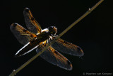 Four-spotted chaser (Libellula quadrimaculata)