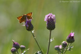 Large skipper <BR>(Ochlodes venata)