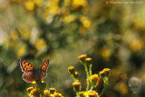 Small copper <BR>(Lycaena phlaeas)