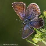 Common blue (Polymmatus icarus)