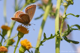 Common blue <BR>(Polymmatus icarus)