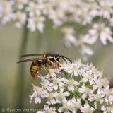 Common wasp <BR>(Vespula vulgaris)