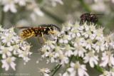 Common wasp <BR>(Vespula vulgaris)