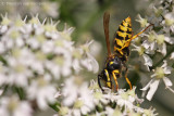 Common wasp (Vespula vulgaris)