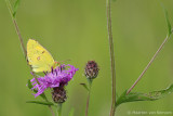 Clouded yellow (Colias croceus)