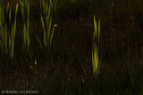 Reed (Phragmites australis)