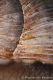 Burgundy snail (Helix pomatia)