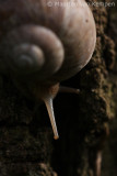 Burgundy snail (Helix pomatia)