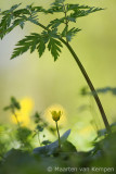 Lesser calandine <BR>(Ranunculus ficaria)