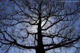 Common oak Quercus robur)