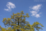 Common oak Quercus robur)
