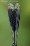 Banded demoiselle(Calopteryx splendens)