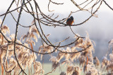 Common kingfisher (Alcedo attis)