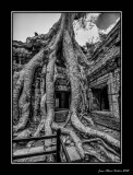 Jungle Temple
