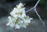 Spring prelude