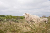 Texel