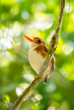 Madagaskar Pygmy Kingfisher