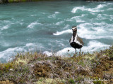 Pluvier dor  -  European Golden-Ploved