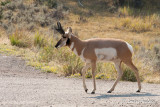 Antilope dAmrique - Pronghorn