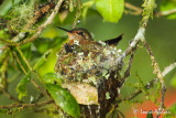 Colibri scintillant dans son nid - Scintillant hummingbird