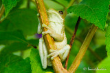 Rainette ou grenouille?