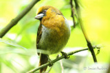 Cabezon de Frantzius - Prong-billed Barbet 