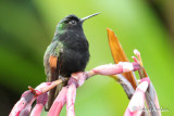 Colibri  ventre noir - Black-bellied hummingbird
