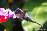Campyloptre violet - Violet Sabrewing
