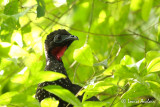 Pnlope panache - Crested guan