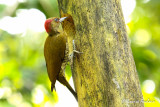 Pic  ailes rousses - Rufous-winged Woodpecker