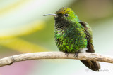 Colibri  tte cuivre - Coppery-headed Emerald
