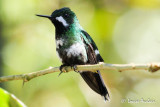 Coquette  queue fine - Green thorntail