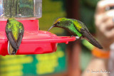 Colibri  tte cuivre - Coppery-headed Emerald