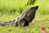 Iguane